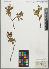 Foto von Salix pentandra L.